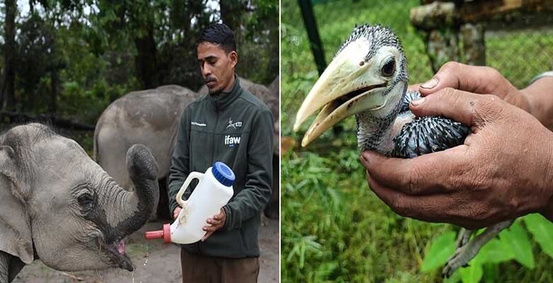 CWRC Enters 25th Year After More Than 10,000 Wildlife Rescues in Assam