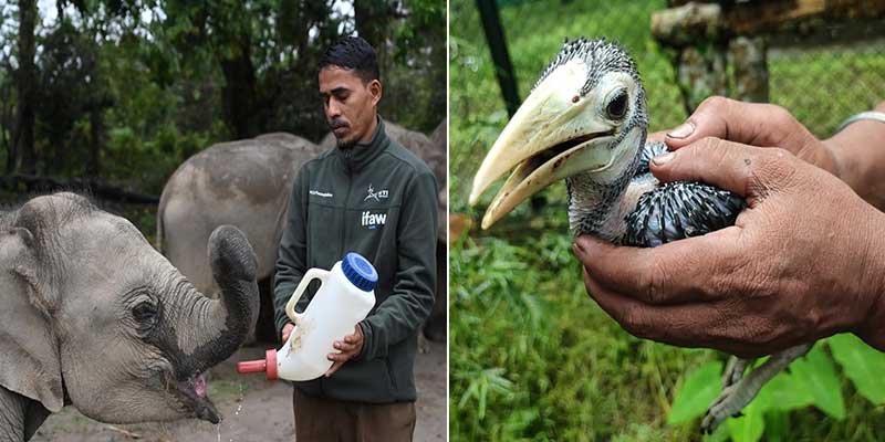 CWRC Enters 25th Year After More Than 10,000 Wildlife Rescues in Assam
