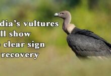India’s vultures still show no clear sign of recovery