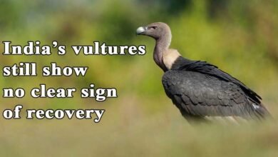 India’s vultures still show no clear sign of recovery
