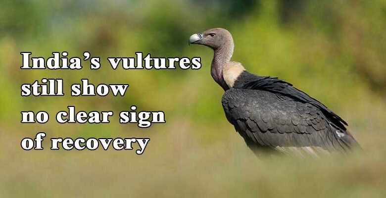India’s vultures still show no clear sign of recovery