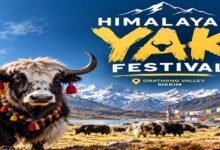 Sikkim to Host First Himalayan Yak Festival in Gnathang Valley in October