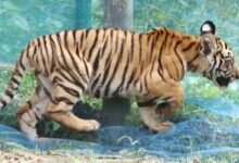 Three-Month-Old Tiger Cub Rescued from Village Near Kaziranga, Released into Wild﻿