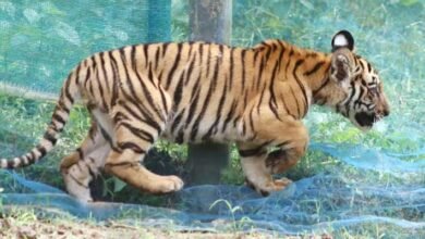 Three-Month-Old Tiger Cub Rescued from Village Near Kaziranga, Released into Wild﻿