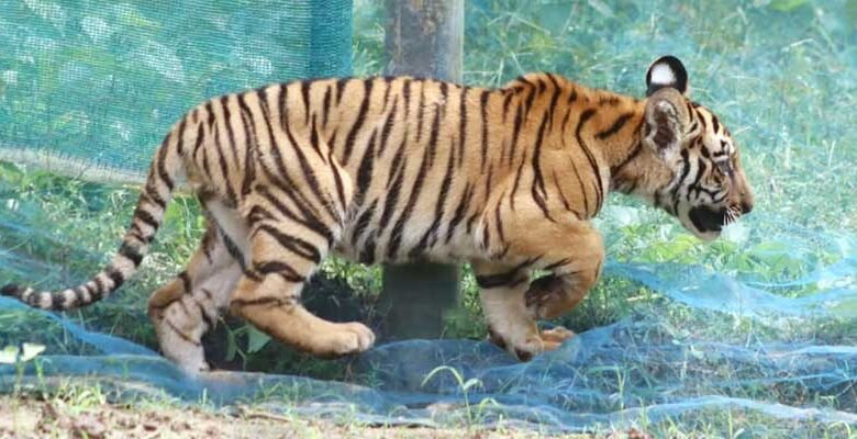 Three-Month-Old Tiger Cub Rescued from Village Near Kaziranga, Released into Wild﻿
