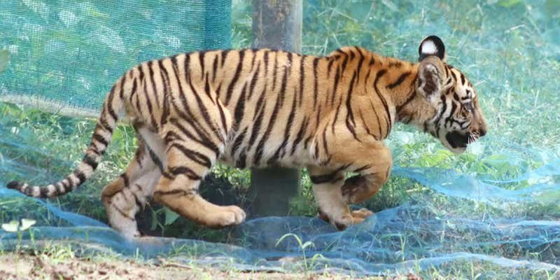 Three-Month-Old Tiger Cub Rescued from Village Near Kaziranga, Released into Wild﻿